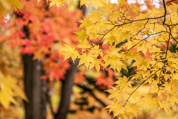 大沼湖畔の紅葉