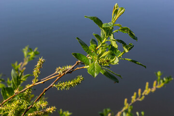 Flowers of Salix viminalis in sunny day. Blossom of the basket willow in the spring. Bright common...