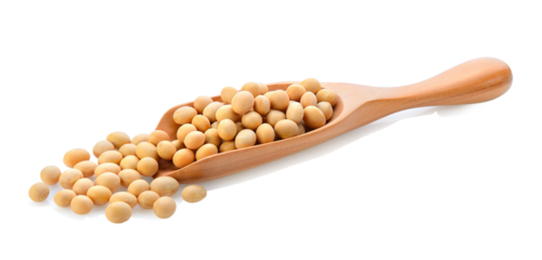 soy bean in wood scoop on  transparent png
