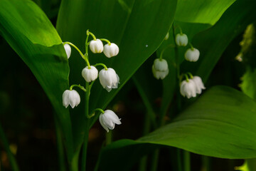 Lily of the Valley flowers Convallaria majalis with tiny white bells. Macro close up of poisonous...