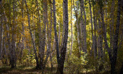 A picturesque landscape with a pleasant warm sun. Autumn forest landscape with sunlight and colorful autumn leaves on tall trees, beauty in nature for posters, backgrounds or wallpapers.
