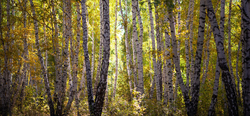 Fototapeta premium A picturesque landscape with a pleasant warm sun. Autumn forest landscape with sunlight and colorful autumn leaves on tall trees, beauty in nature for posters, backgrounds or wallpapers.