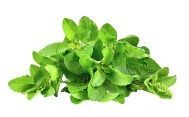 Close up studio shot of fresh green thai basil herb leaves isolated on  transparent png