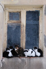 cats on window