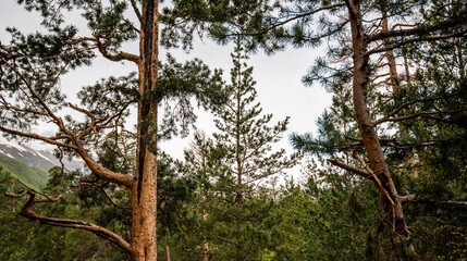 Fototapeta premium Tall pine trees reaching up into the blue sky in mountains.