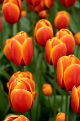 red and yellow tulips