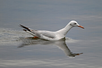 Dünnschnabelmöwe // Slender-billed gull (Chroicocephalus genei) - Mesolongi, Greece
