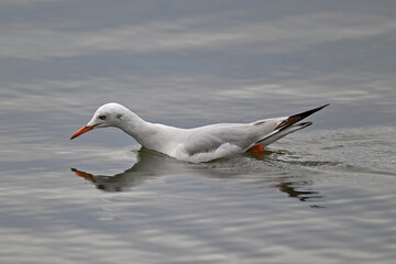 Slender-billed gull // Dünnschnabelmöwe (Chroicocephalus genei) - Mesolongi, Greece