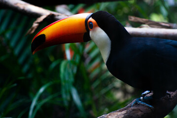 toucan on a branch © Joo