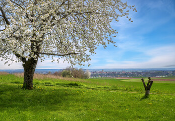 Spring scenic with a flowering cherry tree