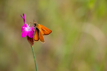 Small skipper butterfly isolated on pink flower. orange butterfly on pink flower. Thymelicus sylvestris.
