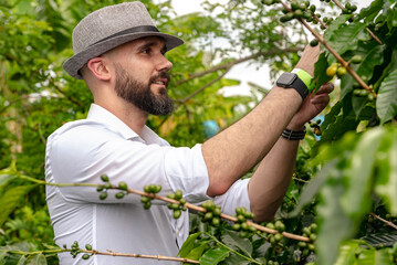 Naklejka na ściany i meble Handsome man with beard and hat collecting coffee cherries in Colombia