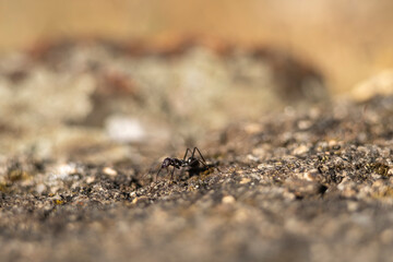 Black garden ant or common black ant on wood looking towards us