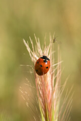 Extreme macro shots, Beautiful ladybug on on a spike with natural background.