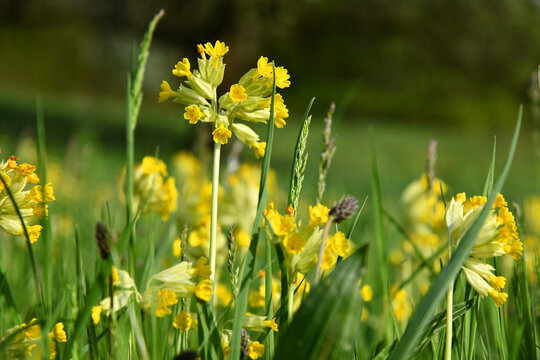 Echte Schl&uuml;sselblume