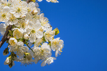 Bright white cherry blossoms. Cherry blossom in spring for background or copy space for text. Spring banner, branches of cherry blossoms against the blue sky in nature outdoors.