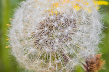 Fluffy white dandelion close-up on green background. Macro shot.. Dandelion seeds close-up abstract natural background