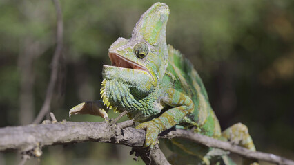 Close-up of disgruntled elderly chameleon walking along thorny branch of tree opening its mouth. Veiled chameleon, Yemen chameleon or Cone-head chameleon (Chamaeleo calyptratus)