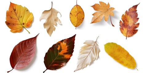 Set of colorful autumn leaves isolated on white background. Generative AI