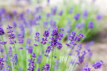 lavender flowers in the garden