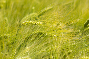 barley field - close up