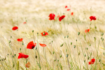 Naklejka premium in the barley field - wild poppy flowers - soft focus
