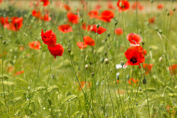 in the barley field - wild poppy flowers - soft focus