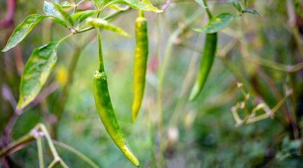 Raw green Pepper Plants in the pepper farm or field.green chili .peppers on tree, Chili peppers ...