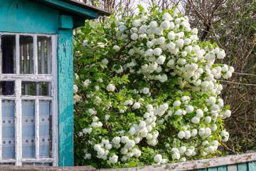 Viburnum blooms in the yard, large white caps