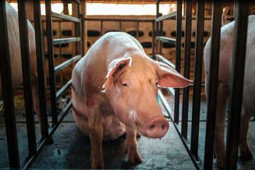 Portrait of cute breeder pig with dirty snout, Close-up of Pig in stable, Pig Breeding farm in...