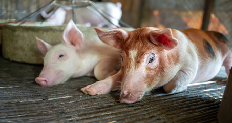 A portrait of a cute small piglet cute newborn flop on the pig farm with other piglets.Pig Breeding farm in swine business in tidy and  indoor