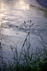 Plante nature rivière eau crépuscule