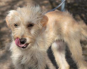 Small chained dog with sad look licks his muzzle