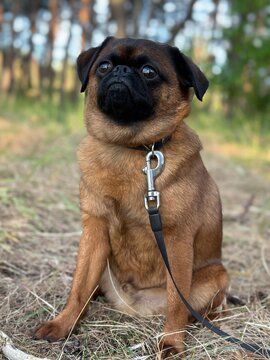 portrait of a brabanson dog