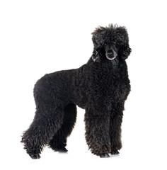  standard poodle in studio