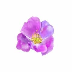 Pink rosehip flower isolated on white background. Watercolor illustration. Greeting cards, wedding invitations, cosmetic and food packaging.