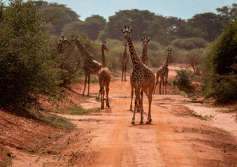 Graceful Giants Maasai Giraffes on the Road