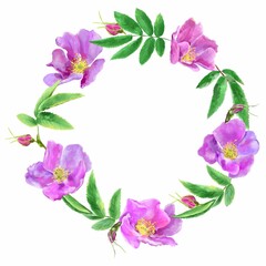 Watercolor wreath of wild rose flowers isolated on white background. Wedding invitations, greeting cards, packaging for cosmetics and food products.