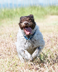 Wirehaired Pointing Griffon