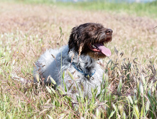 Fototapeta premium Wirehaired Pointing Griffon