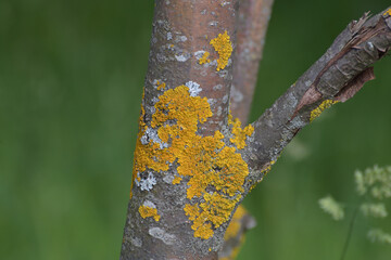 Tree trunk infected with fungi of the Teloschistaceae family
