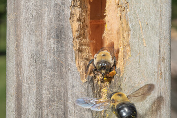 Carpenter bee prepares to battle for it's nest - obrazy, fototapety, plakaty