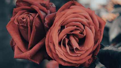 Close-up of red roses on blur garden background