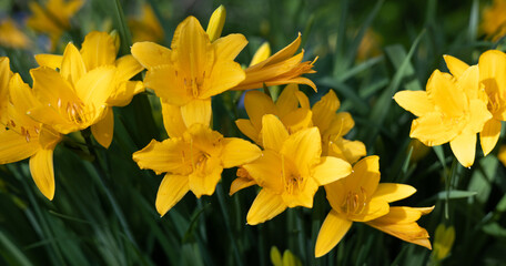 Yellow and orange day-lily garden flowers growing under sunlight. Daylily Hemerocallis or Stella...
