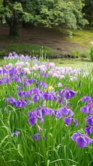 日本庭園・特別名勝　栗林公園の花菖蒲【香川県高松市】13