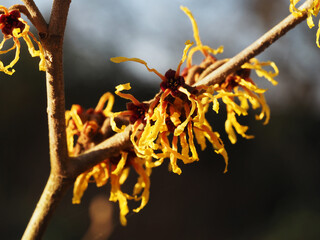 Hamamelis Mollis