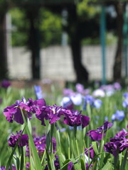 かわつ花菖蒲園の花菖蒲【香川県坂出市】6