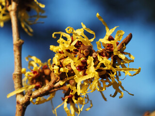 Hamamelis Mollis