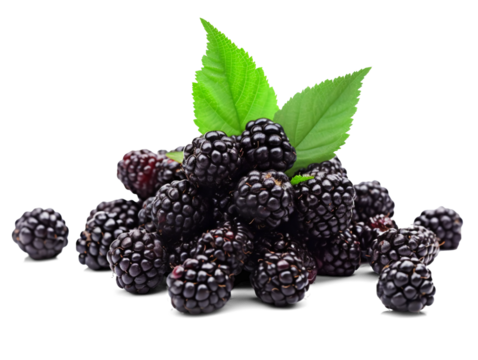 Blackberries in a pile isolated on a transparent or white background, png
