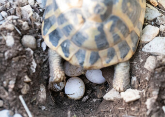 Eggsof a Hermann s tortoise Testudo hermanni